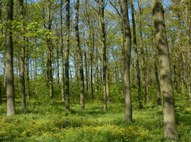Forests of Pila