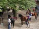 The Beskid Horse Path