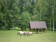 The Animal Reserve