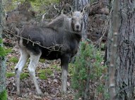 Moose