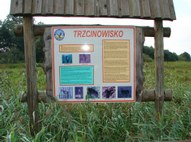 The Foot-bridge among the marsh in Narew National Park