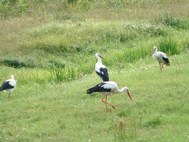 Storks