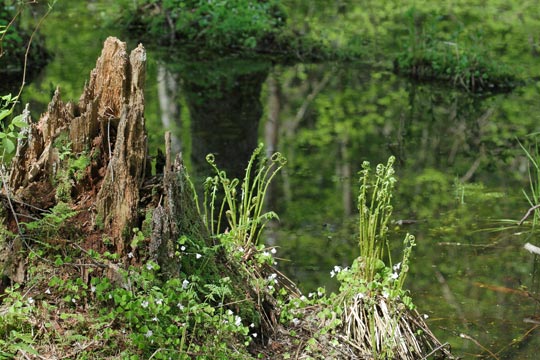 Bialowieza-Skoven – Naturens mirakel