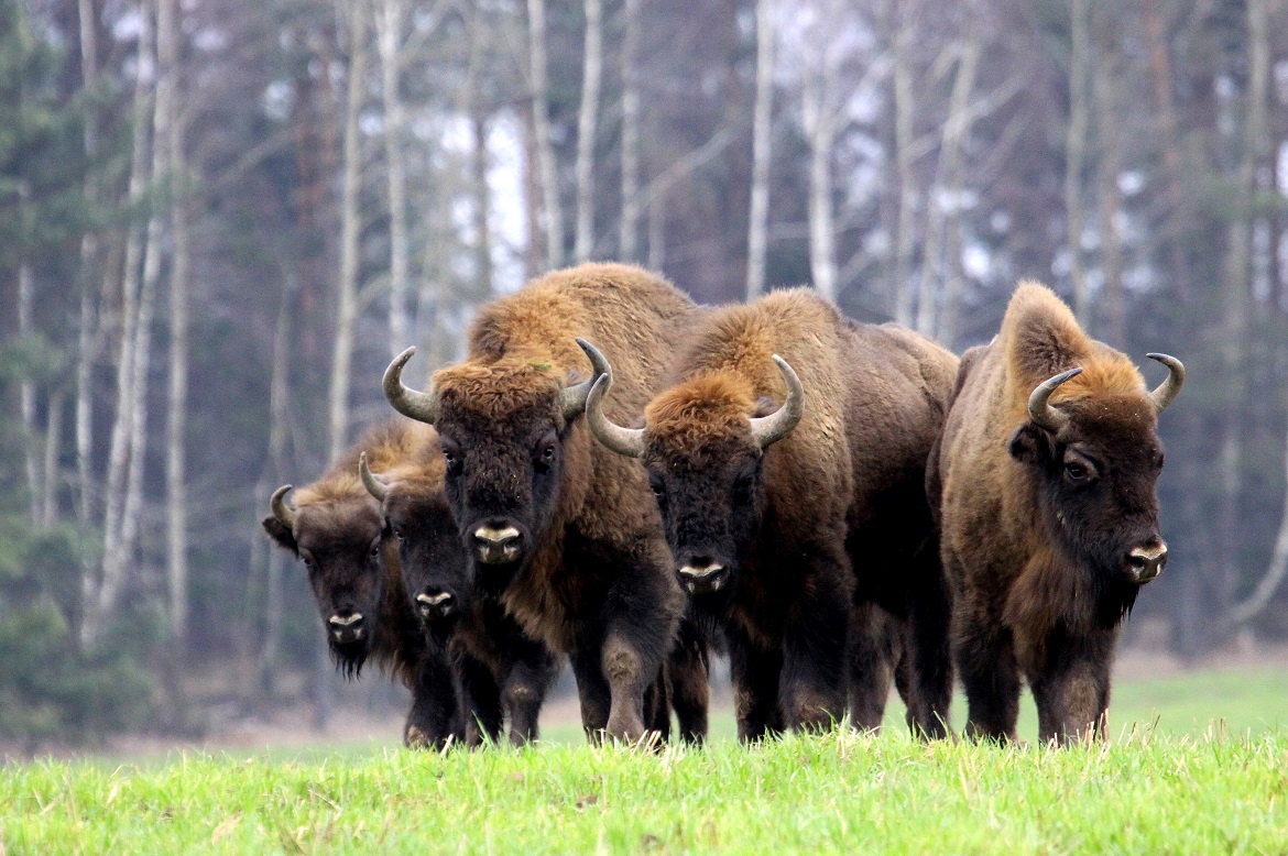 Een photo van een groep bizons