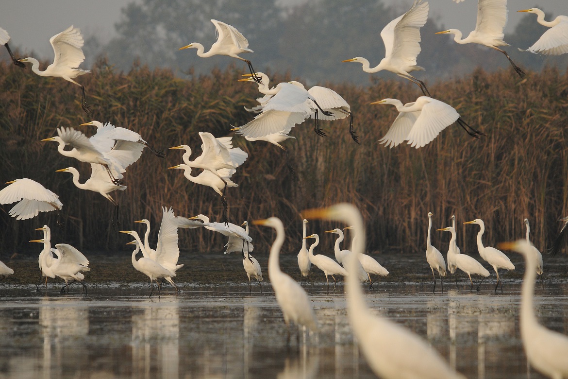 witte reigers