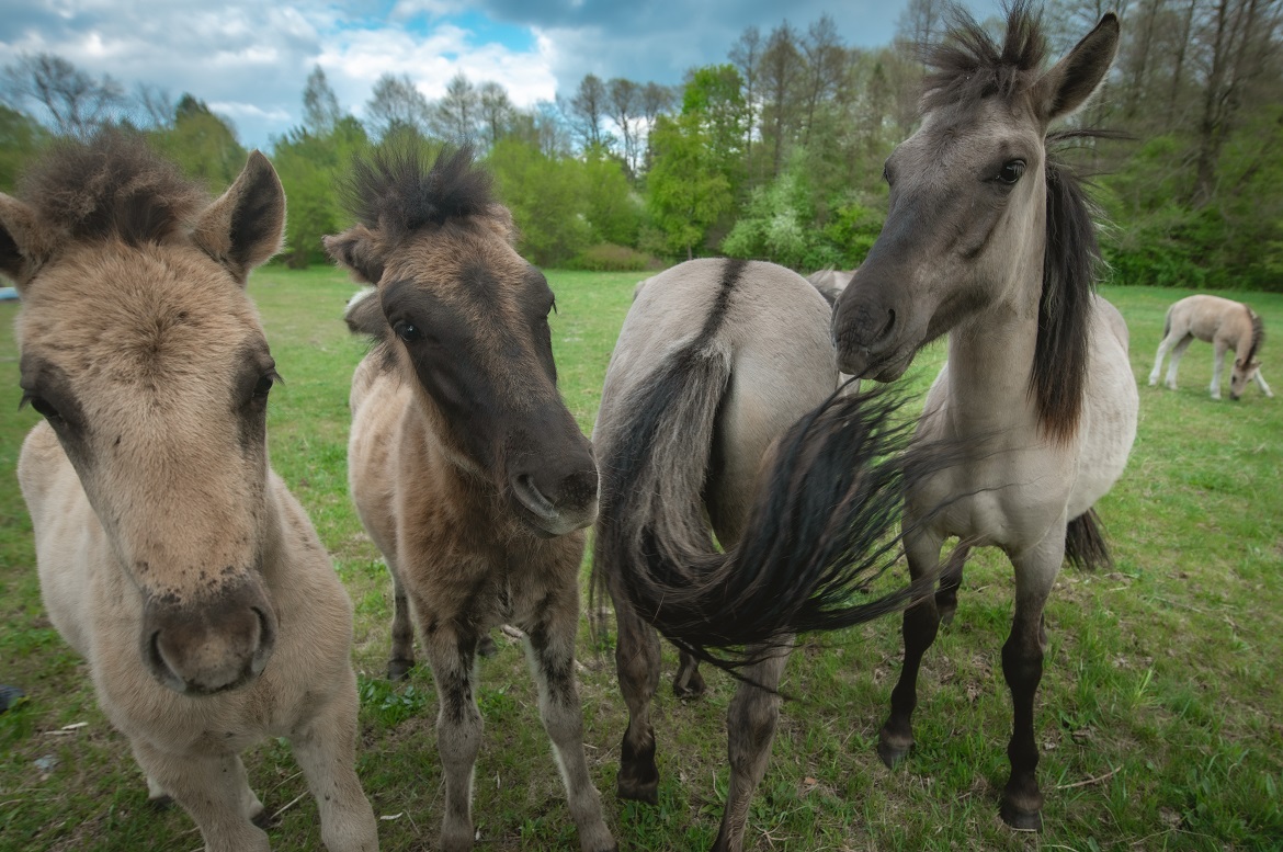 Poolse Konik paarden