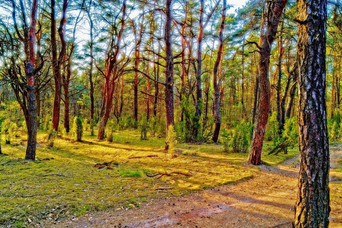 Rozświetlony w słońcu fragment lasu Puszczy Kampinoskiej w Kampinoskim Parku Narodowym