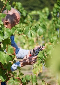 Vingård Srebrna Gora fot. Blazej Sendzielski