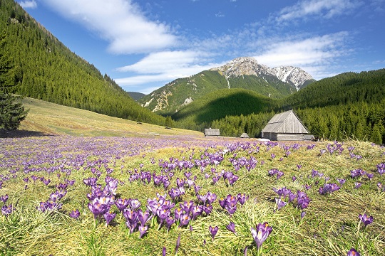 Auf den Spuren des Frühlings in der Tatra