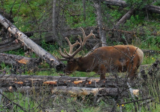 Tips voor buitenlandse jagers