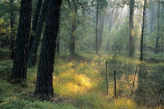 Wild kamperen in het bos in Polen 