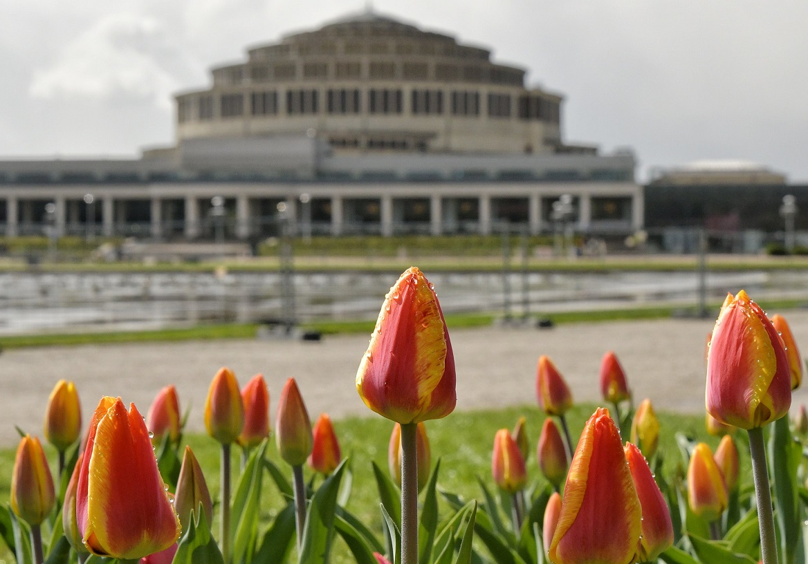 Tulpen bij de Centennial Hall