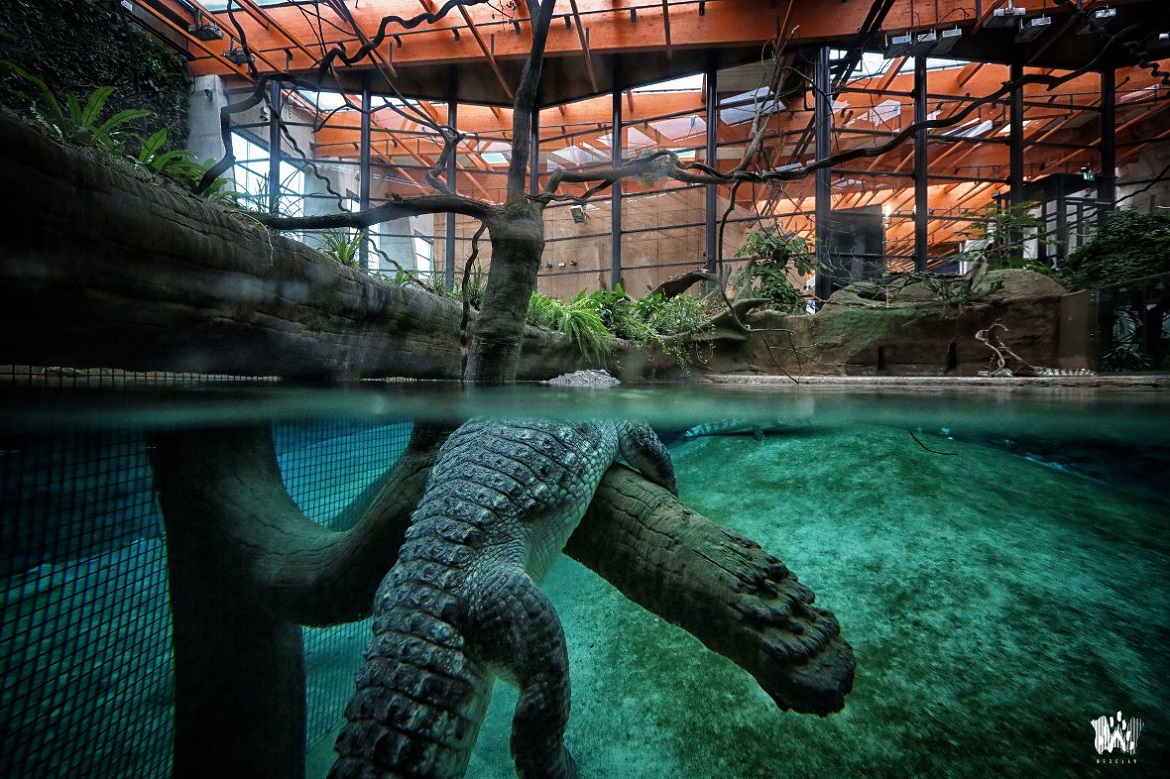krokodillen in het Afrykarium van Wroclaw
