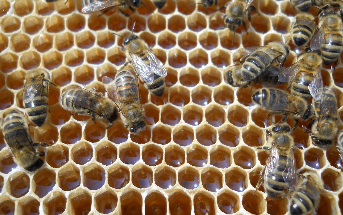 Bijen en honing 