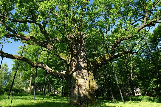 Bijzondere bomen van Polen 