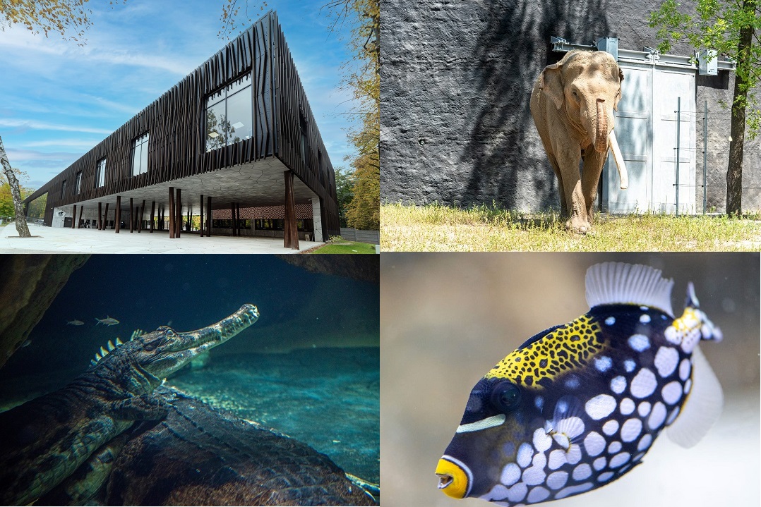 Orientaium kolaz.jpg