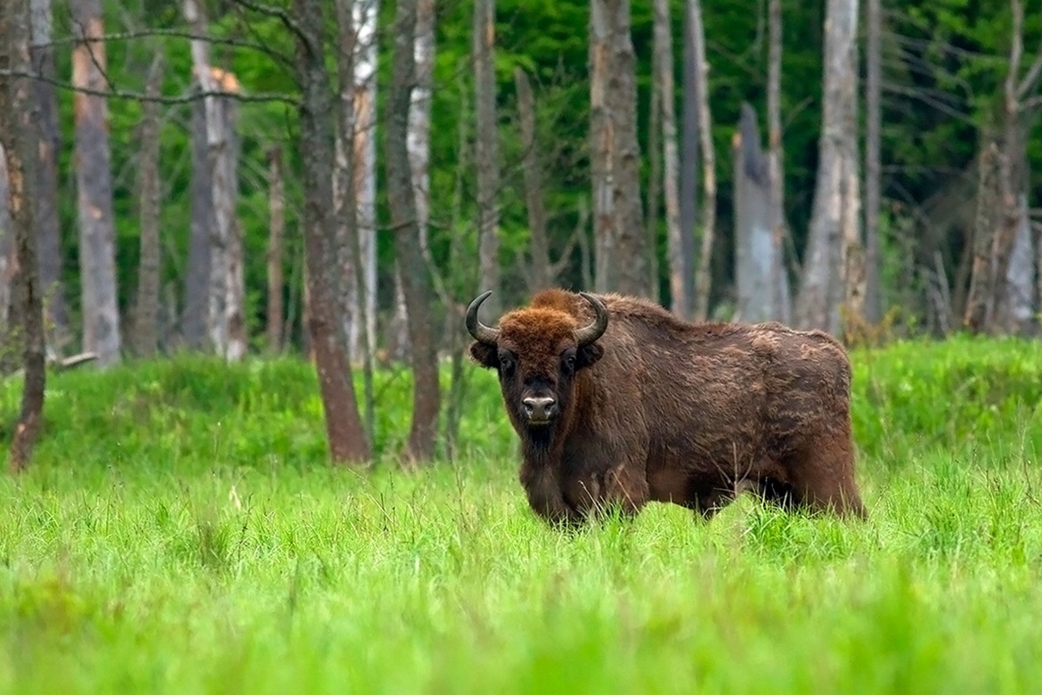 Wisent