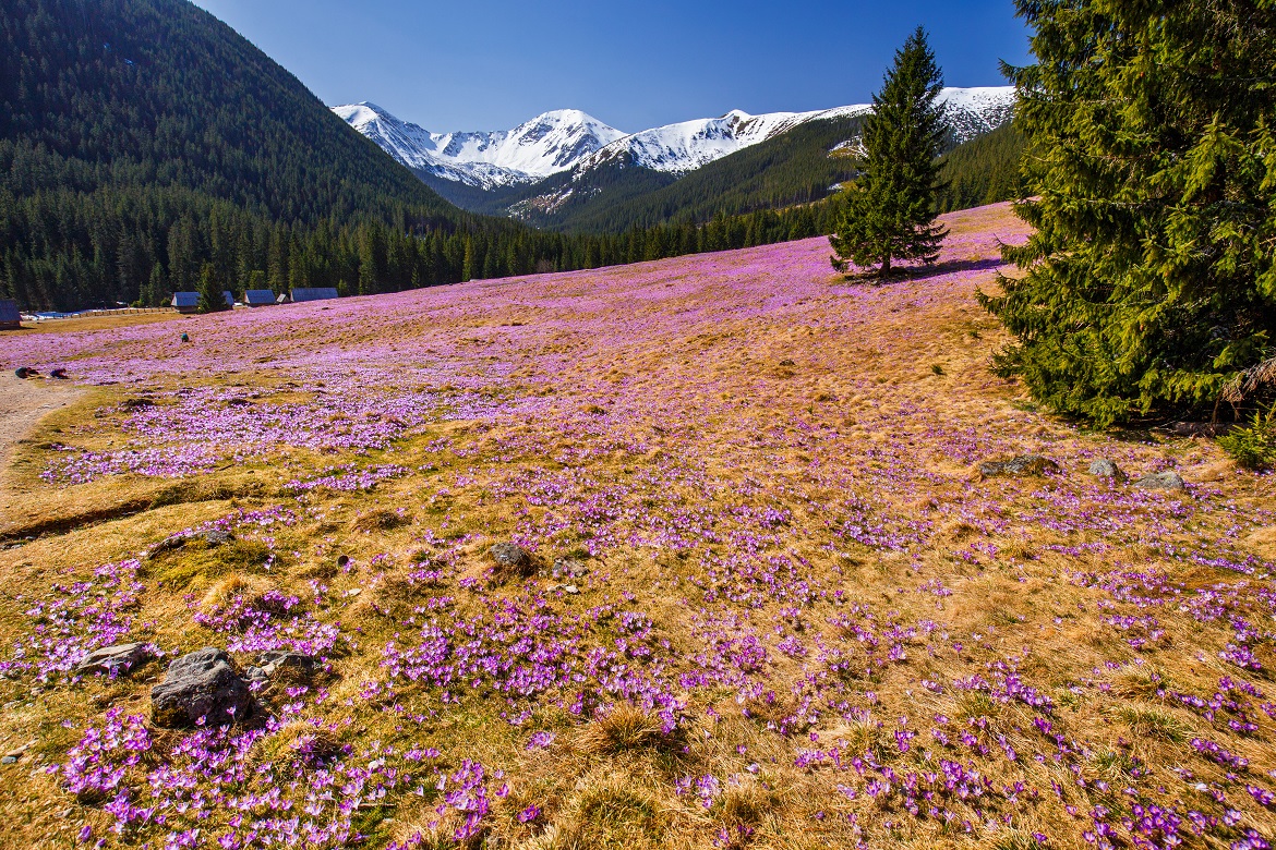 04052016 IMG_9647 Dolina Chochołowska - kopie.jpg