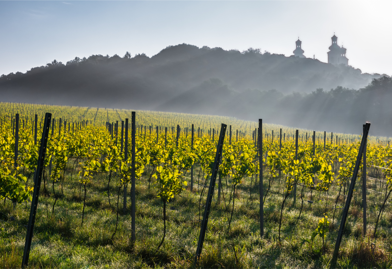 Vin- og matreiser i Polen