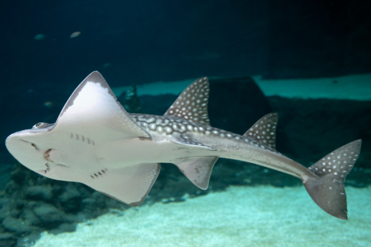 ORIENTARIUM I ŁÓDŹ