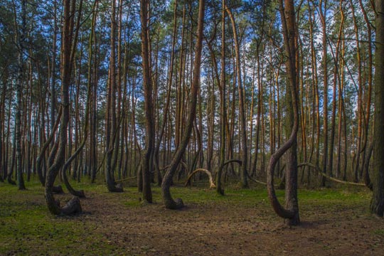 Den krokiga skogen – natur utan like